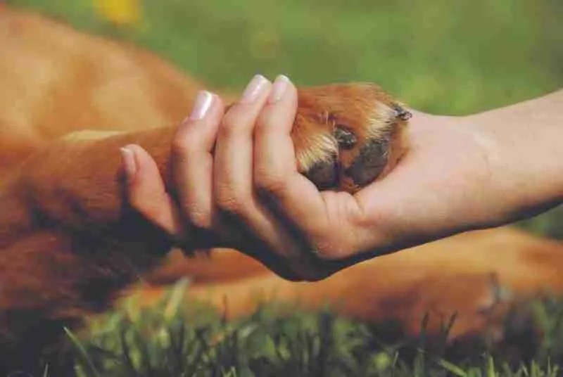 Caring for dogs insidetime & insideinformation