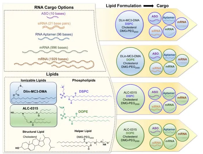 RNA size and lipid mix influence on LNP size, PDI and EE Inside