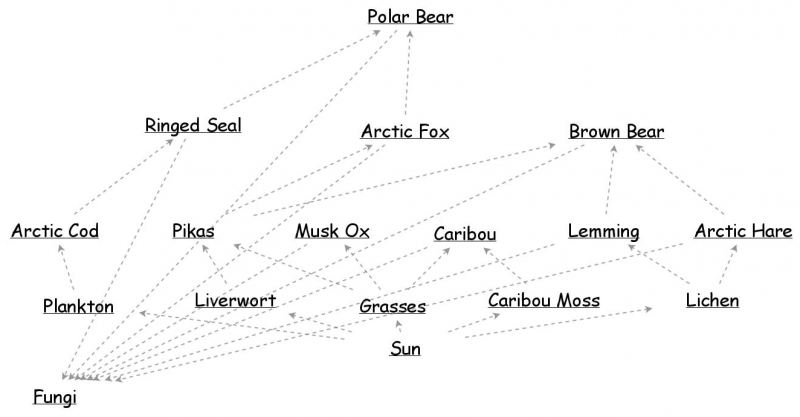 Polar bear energy flow diagram | Insight Maker