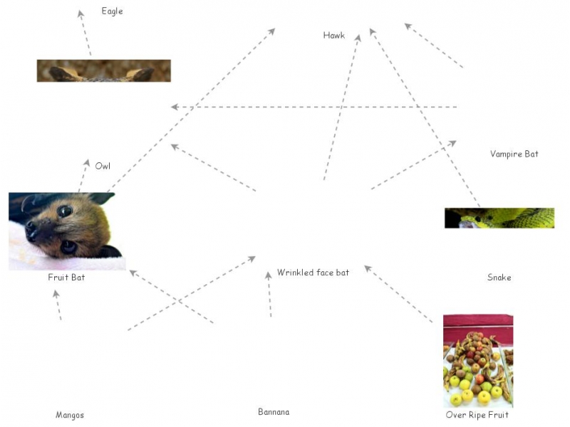 Food  of the Wrinkled face Bat Insight Maker