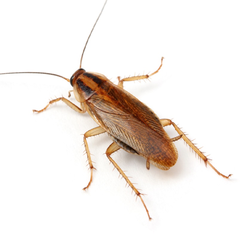 Children, Pests, and Asthma What You Need to Know