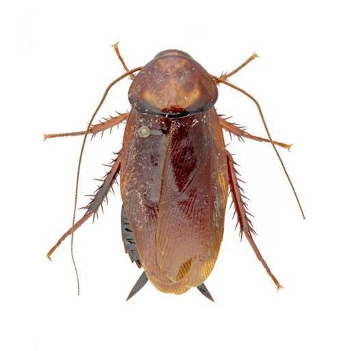 Cockroaches Pictures, Information & Identification Insight Pest