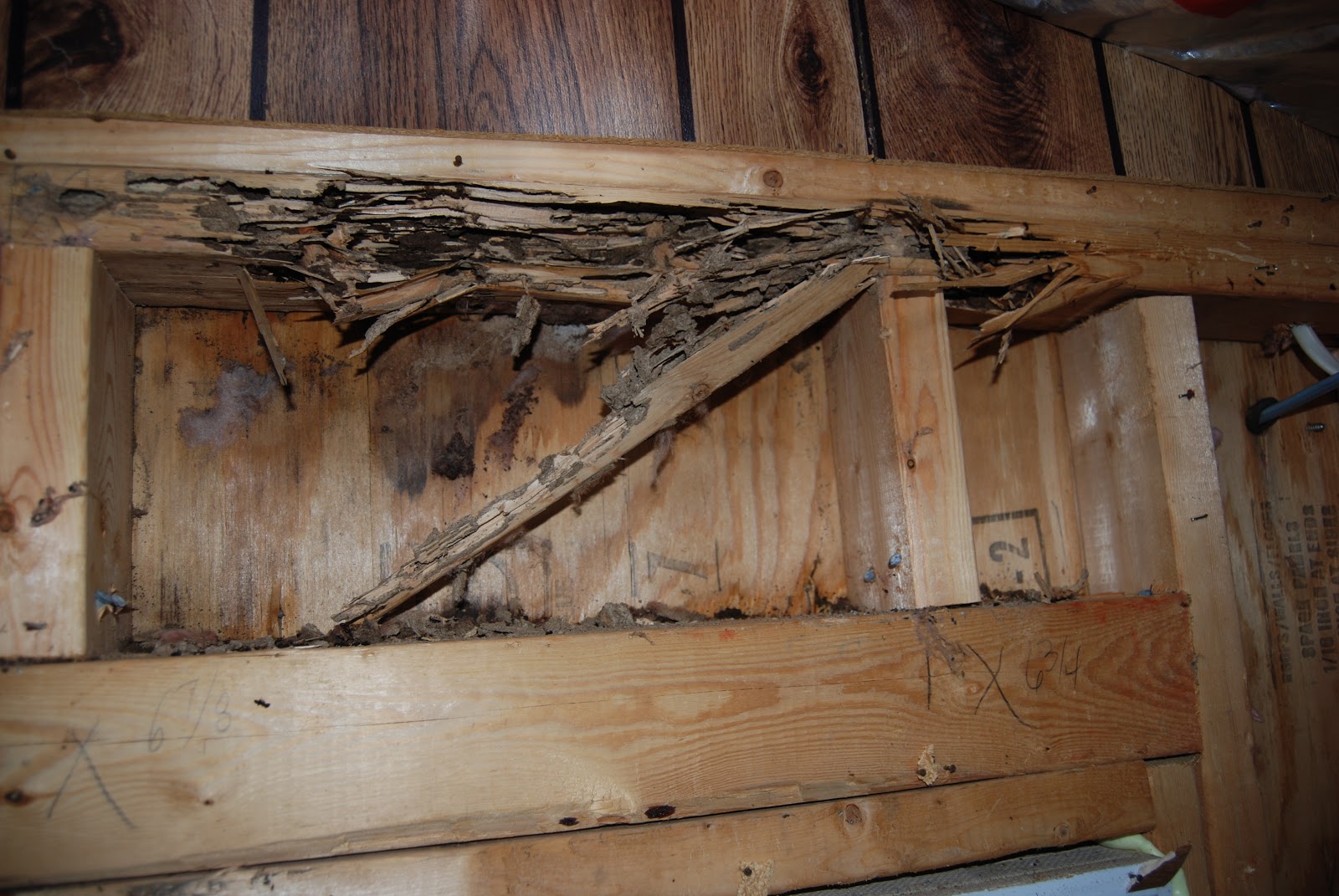 Everything You Need to Know About Termites Part 1 Insight Pest