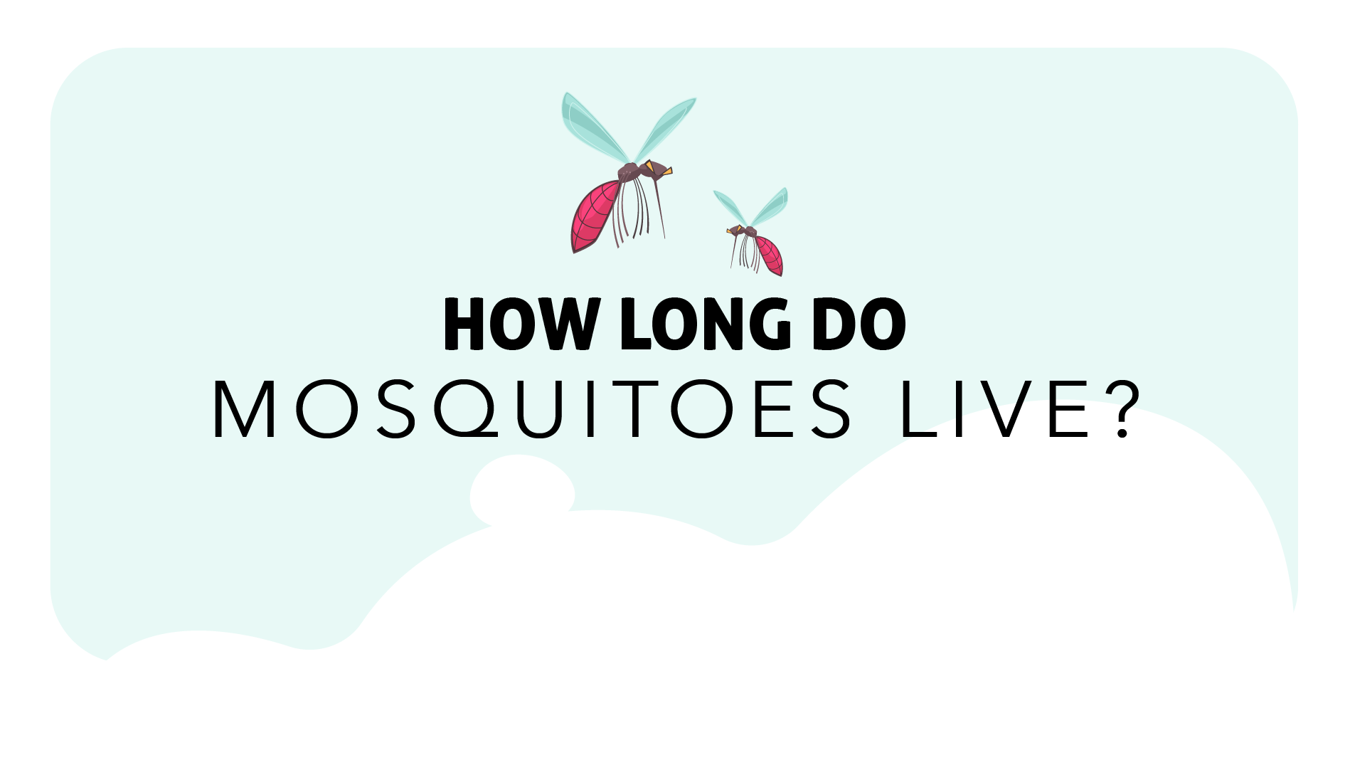 Mosquito Life Cycle How Long do Mosquitoes Live? Insight Pest Solutions