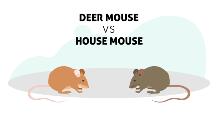 Deer Mouse vs House Mouse What's the Difference? Cascade.