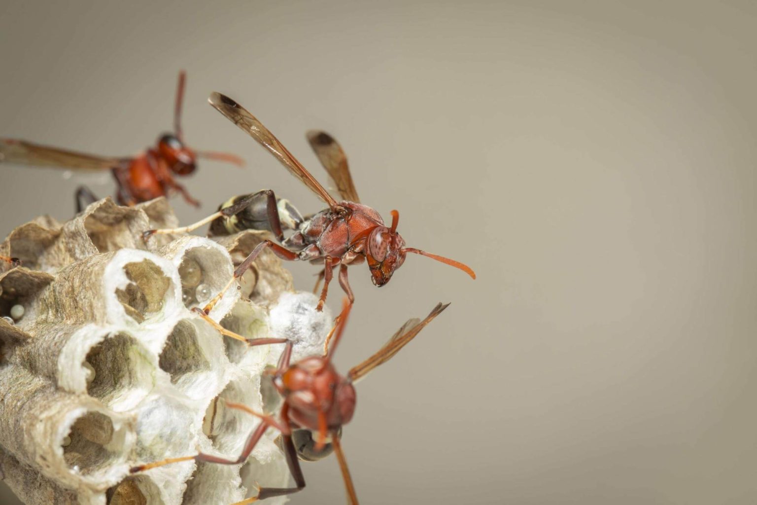 How Do Wasps Build Their Nests? Insight Pest Solutions