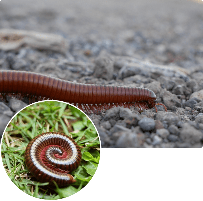 Millipede Extermination Insight Pest Solutions