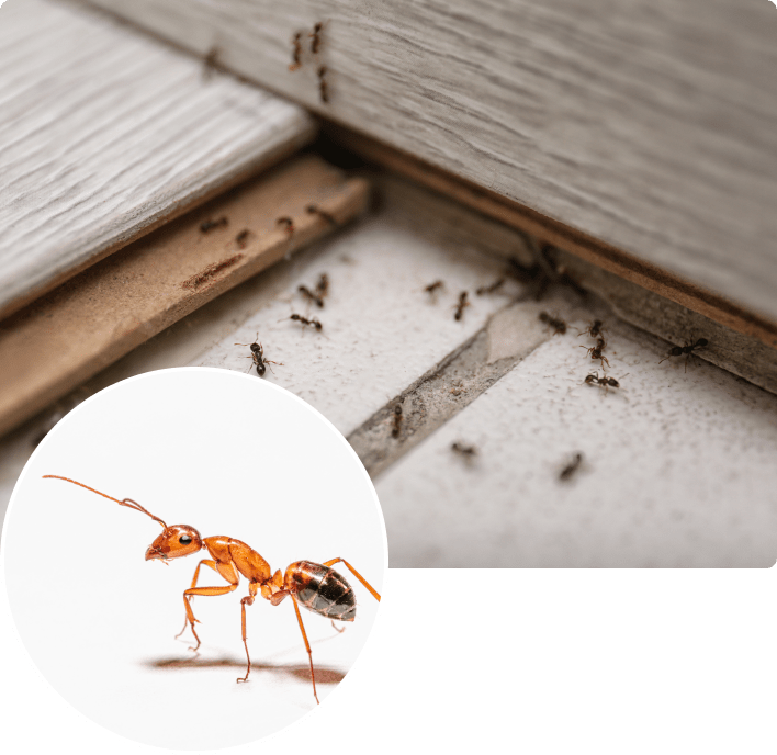 Ant Exterminator Insight Pest Solutions