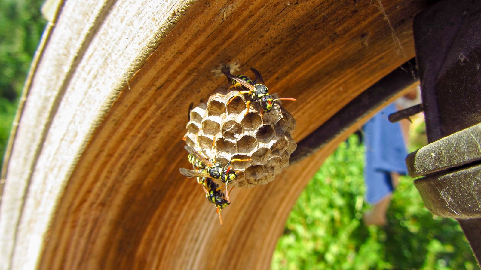 What's the Difference? Paper Wasps, Yellow Jackets, Mud Daubers, and