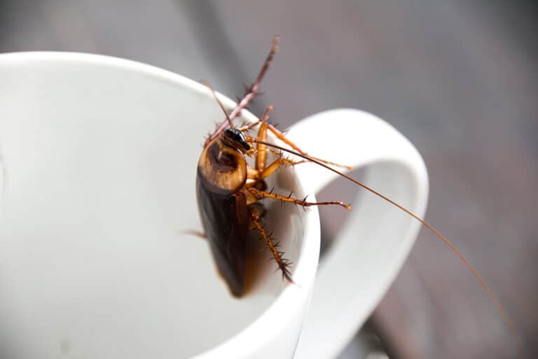Uncover the Truth Are Roaches in Your Ground Coffee? Insights Coffee