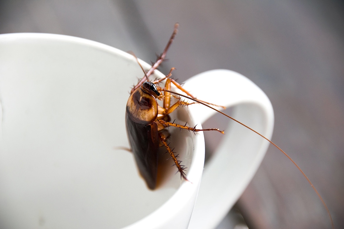 Uncover the Truth Are Roaches in Your Ground Coffee? Insights Coffee