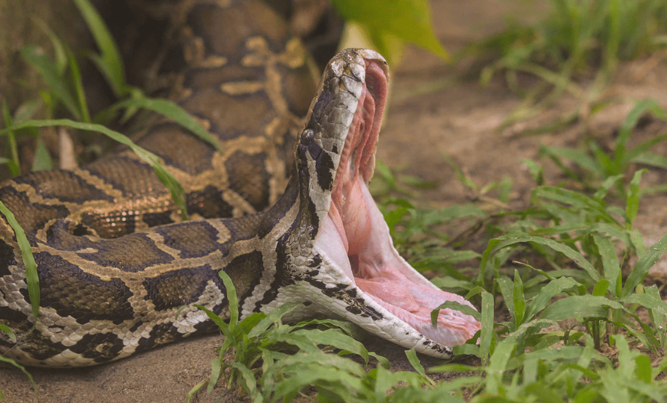 Missing Indonesian Mother Found Dead Inside Python Insights Indonesia