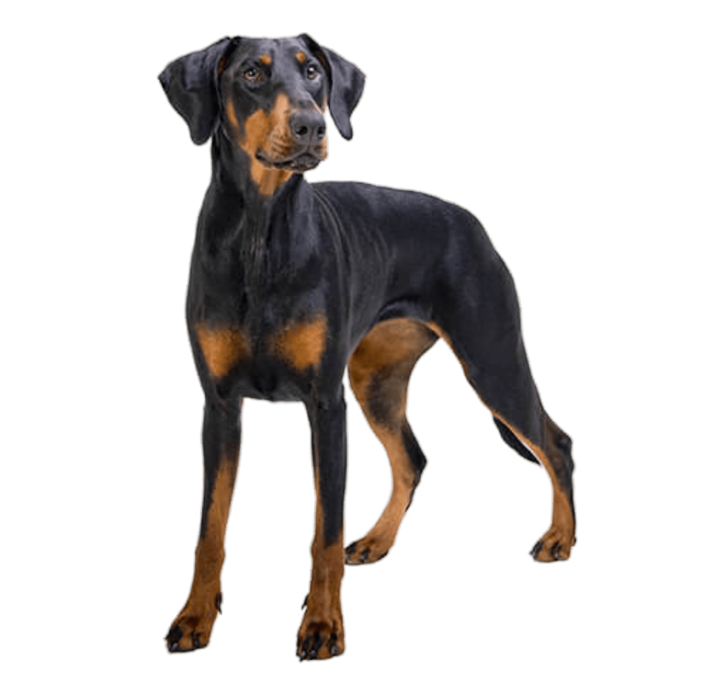 Popular Dog Breeds In Nepal Your Ultimate Guide