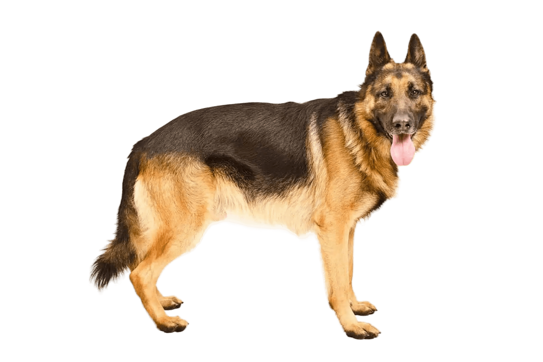 Popular Dog Breeds In Nepal Your Ultimate Guide