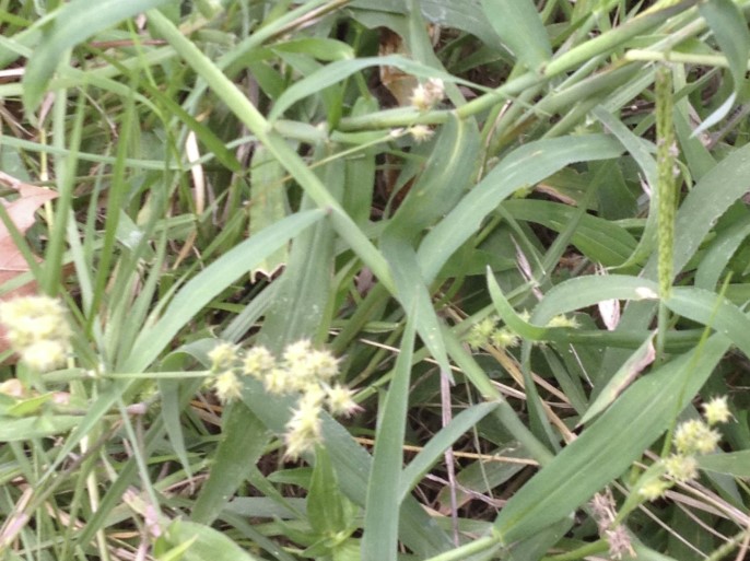 To get rid of the burrs and stickers, use something that quickly. How to get rid of sticker weeds from your yard | InsightWeeds