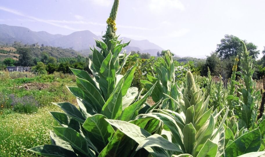 15 tall weeds with thick stalks you may find in your garden InsightWeeds