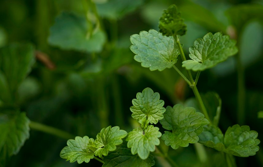 How to get rid of creeping charlie InsightWeeds