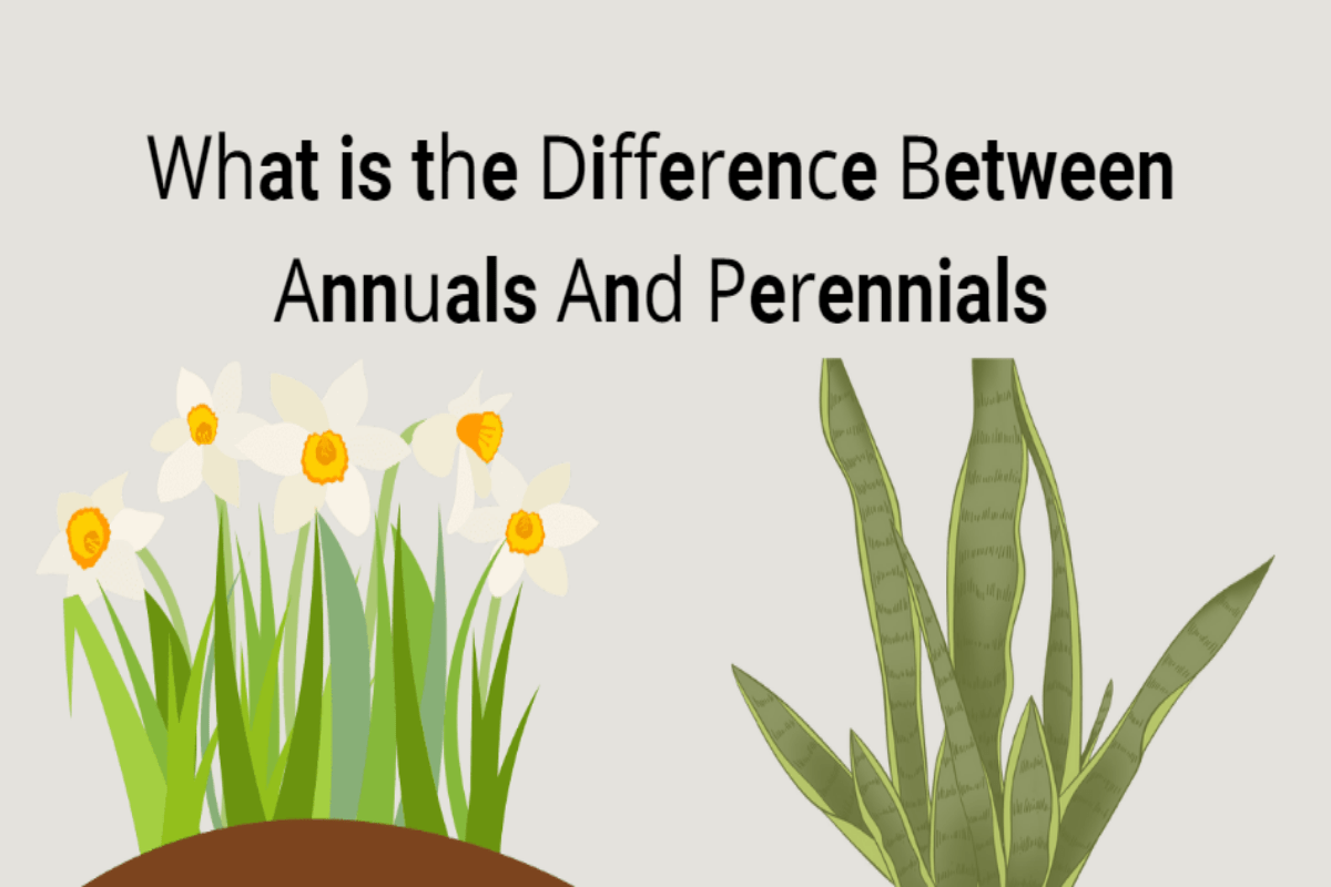 What is the Difference Between Annual and Perennial Weeds? InsightWeeds