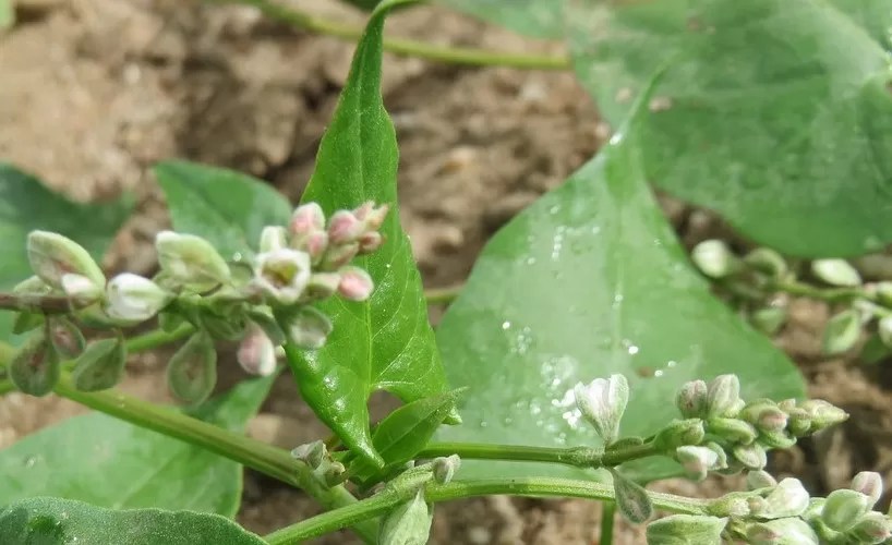 List of weeds with heartshaped leaves InsightWeeds