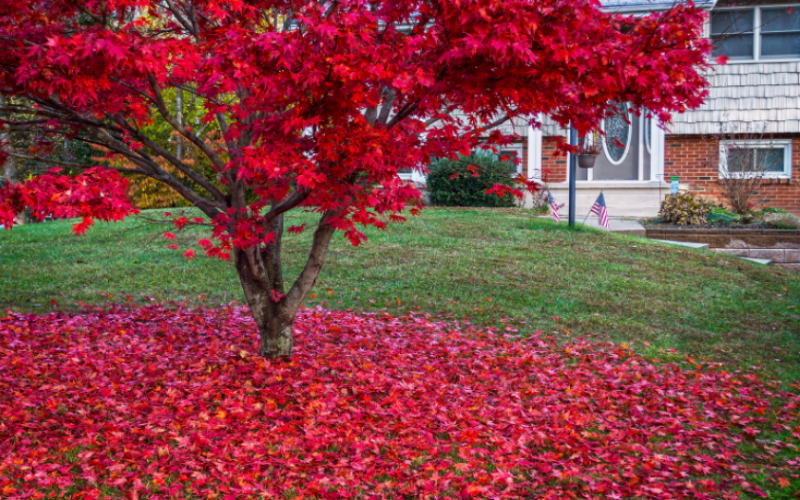 How Weeds Are Classified, Including By Their Life Cycle and