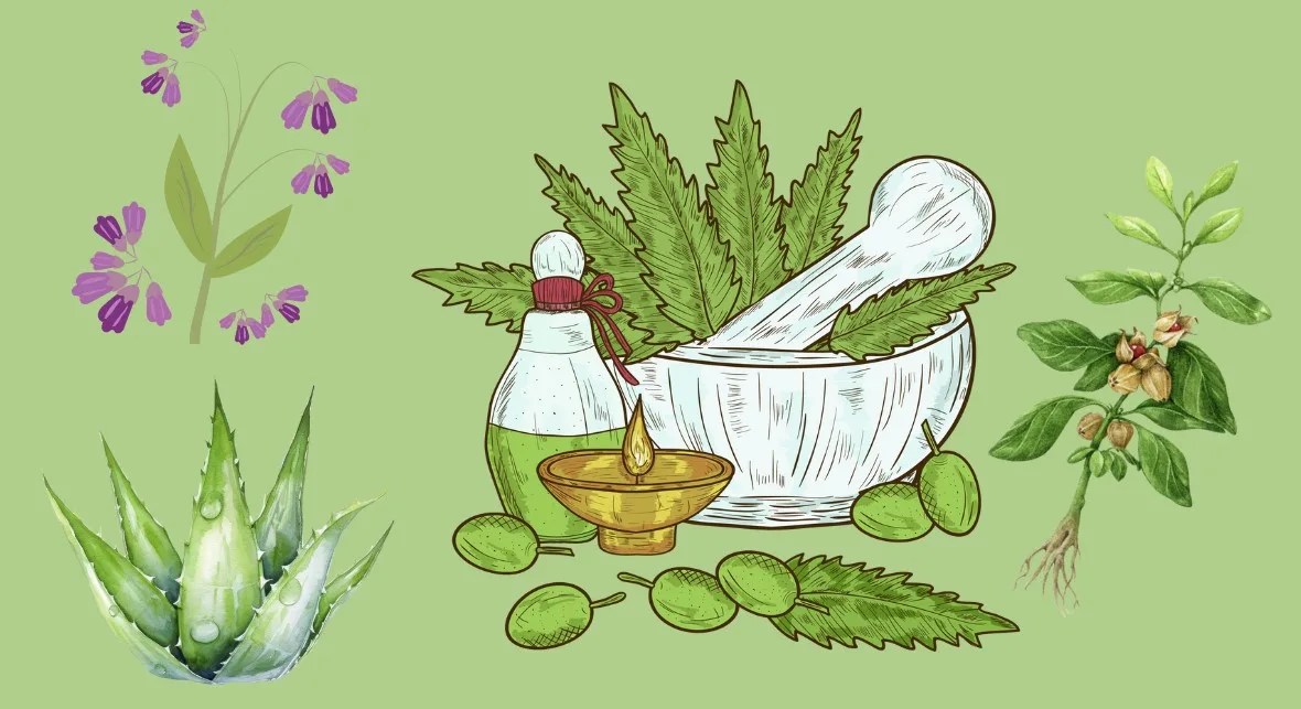 15 medicinal plants, their uses, and botanical names InsightWeeds