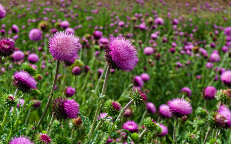 How Weeds Are Classified, Including By Their Life Cycle and