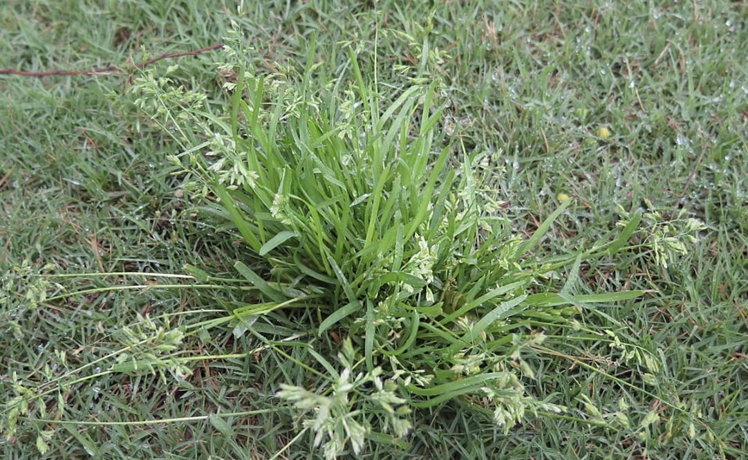 How to control Poa annua on your lawn InsightWeeds