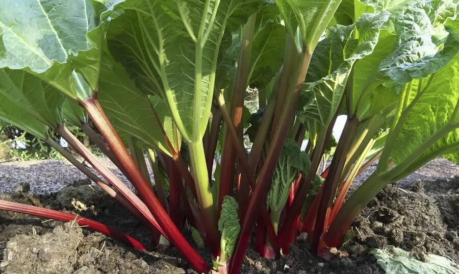 5 weeds that look like rhubarb (pictures & scientific names) InsightWeeds