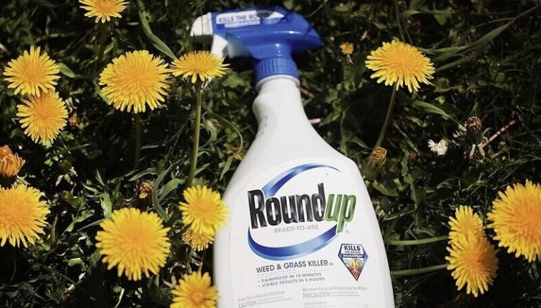 How soon can you plant after using glyphosate? InsightWeeds