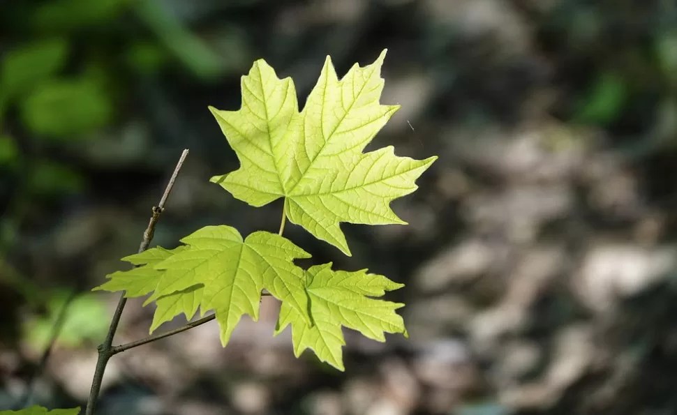 20 types of leaves and their botanical names InsightWeeds