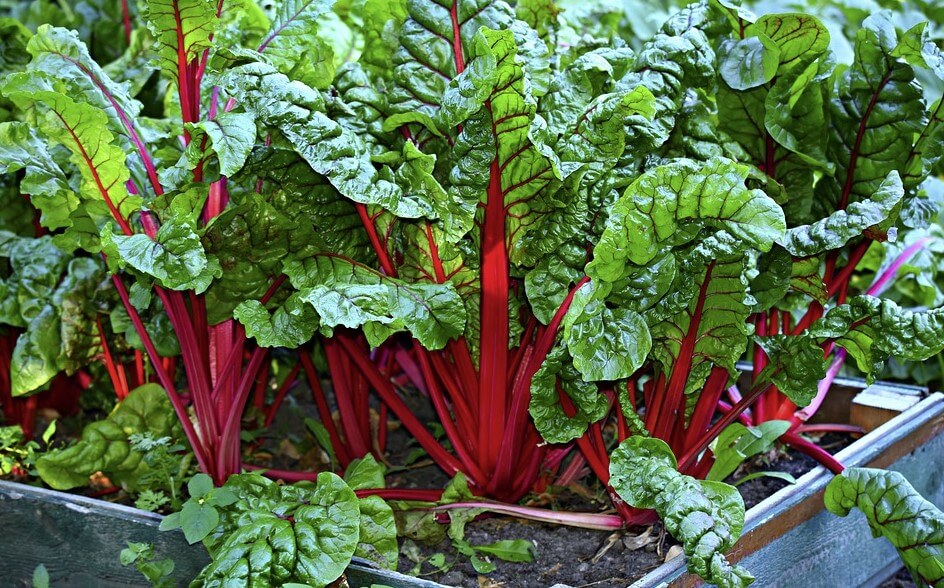 5 weeds that look like rhubarb (pictures & scientific names) InsightWeeds