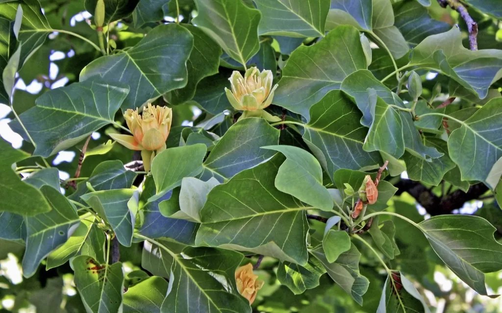 20 types of leaves and their botanical names InsightWeeds