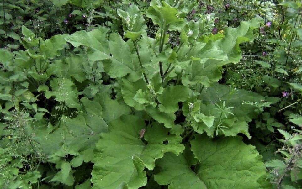 5 weeds that look like rhubarb (pictures & scientific names) InsightWeeds