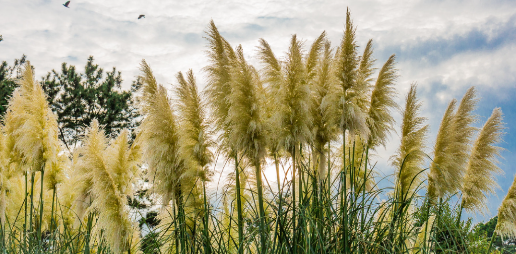 What is the tallest type of grass? InsightWeeds