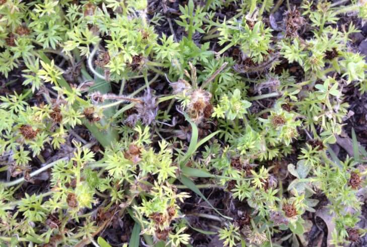 Types of sticker weeds and how to get rid of them InsightWeeds
