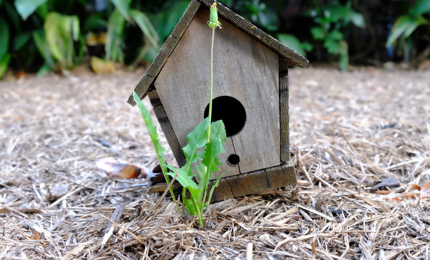 How to keep weeds out of mulch? InsightWeeds