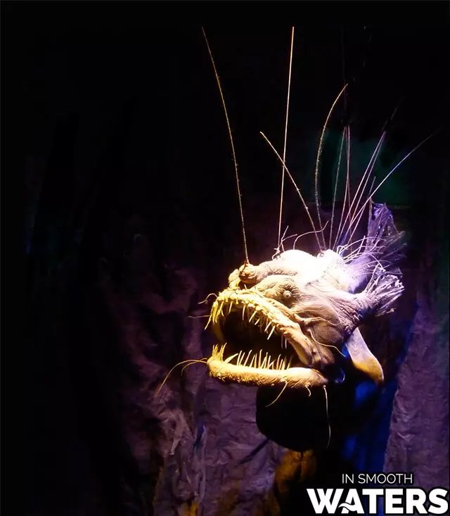 Top 10 Most Ugly Fish You Never Knew Existed ISM(029)