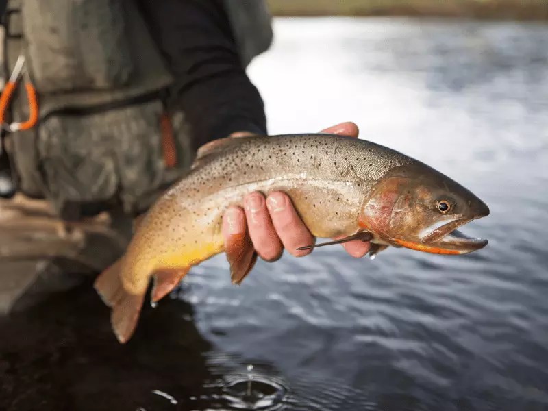 Best Tasting Freshwater Fish 10 Mouthwatering Delights