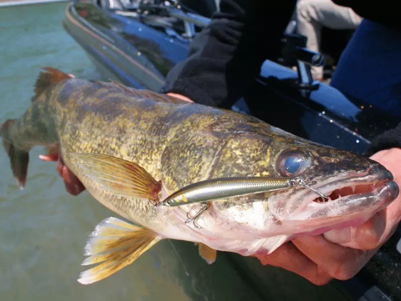 Best Tasting Freshwater Fish 10 Mouthwatering Delights