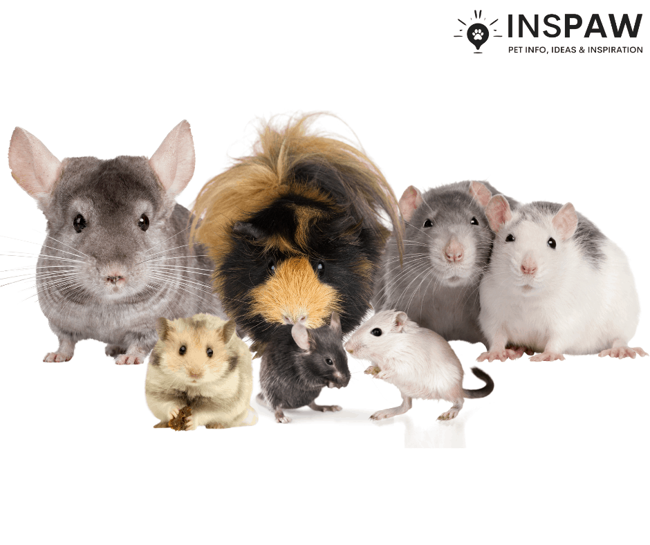 Prickly Pear Pedigree Are Hedgehogs Rodents? INSPAW