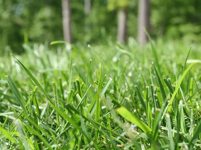 Benefits of Growing Bermuda Grass InspectAll Pest Services Pest