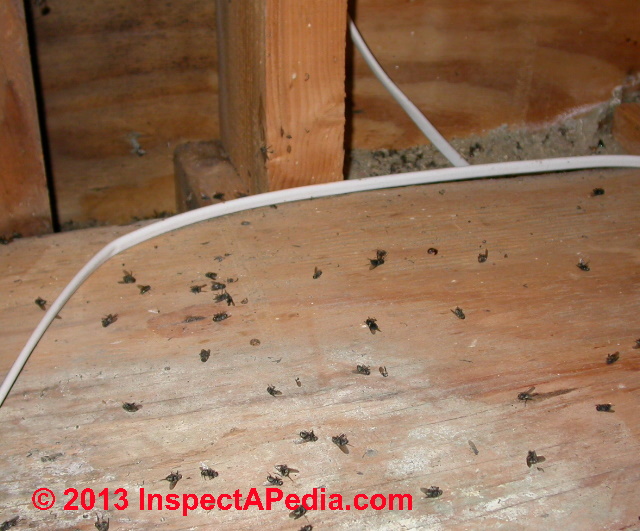 Fly, Mosquito & Flying Insect Removal from Buildings