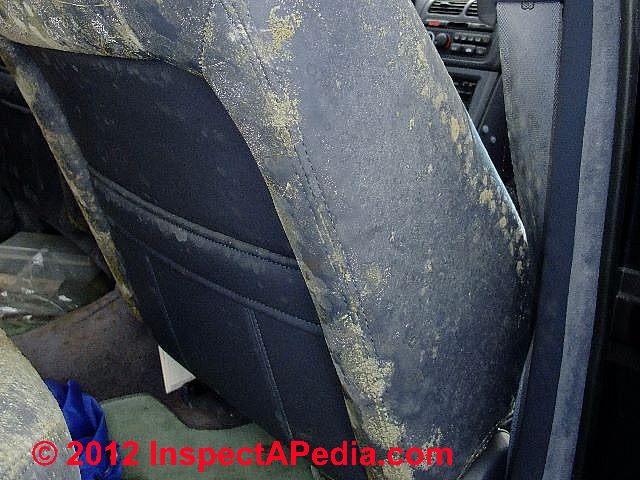 Car Mold Jungle Identification of Molds in a Very Moldy Car Severely