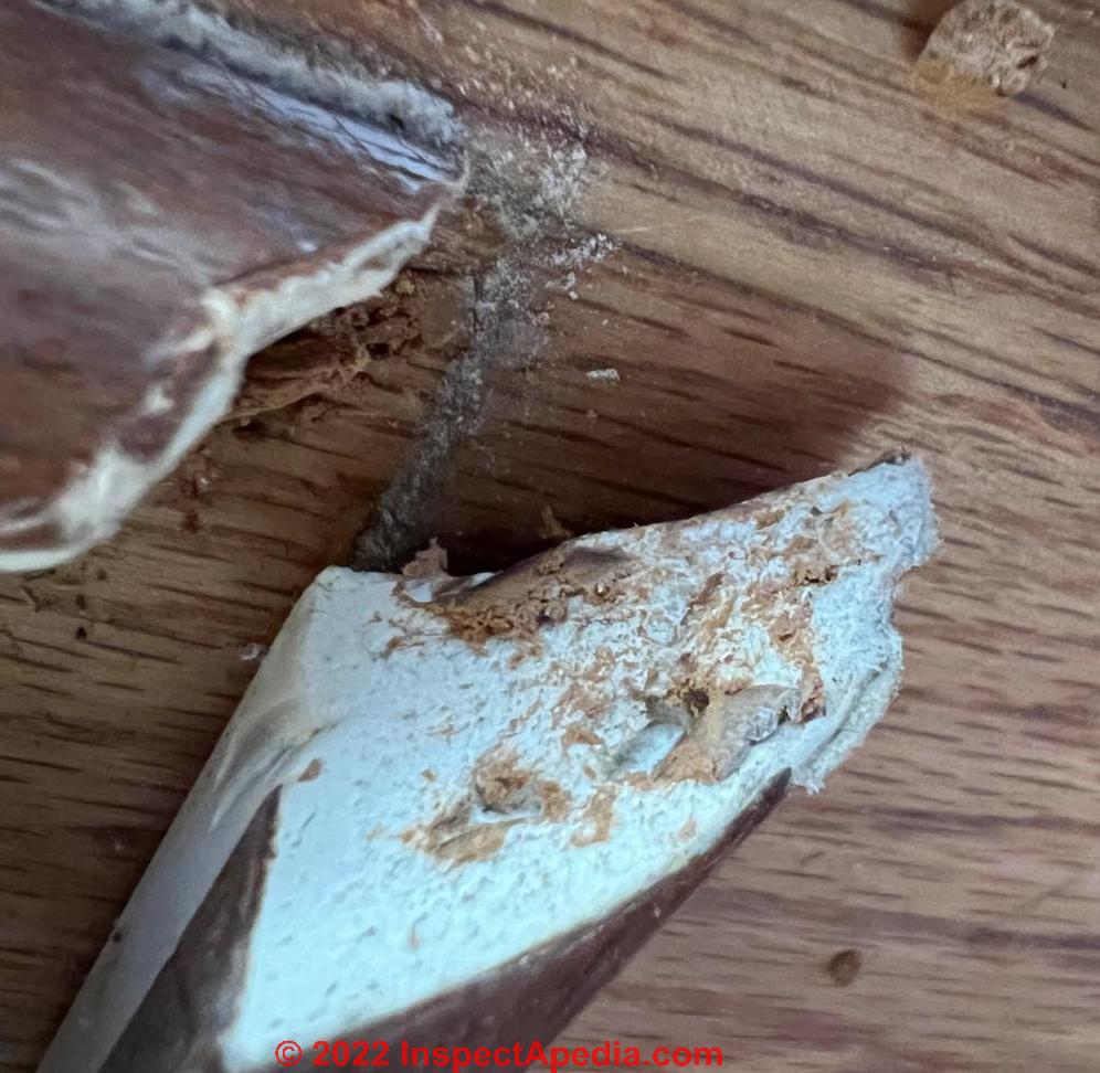 Meruliporia incrassata "Poria" the house eating fungus & Serpula