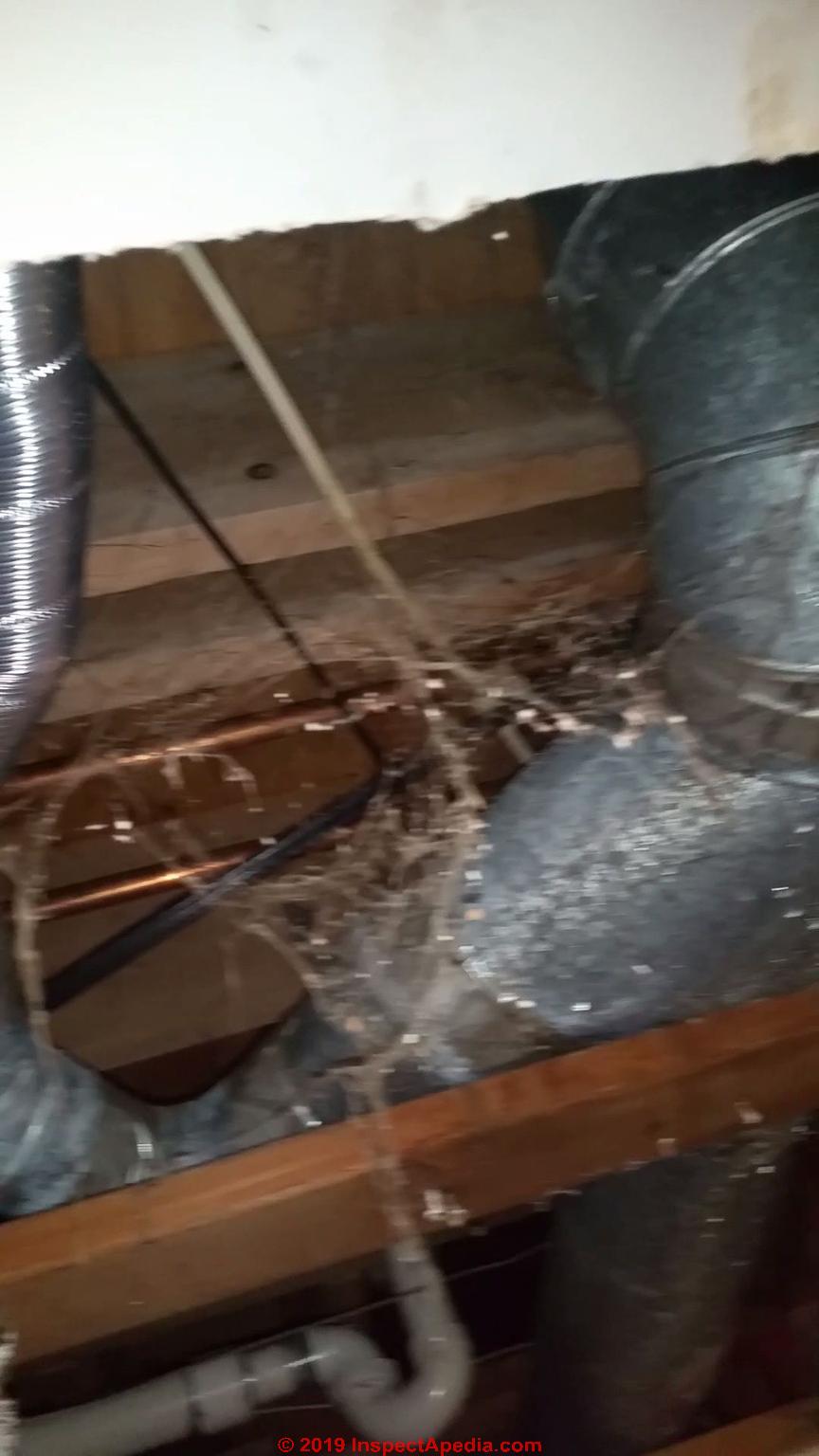 Airborne Mold Spore Count Number FAQs Acceptable Level of Mold in Buildings
