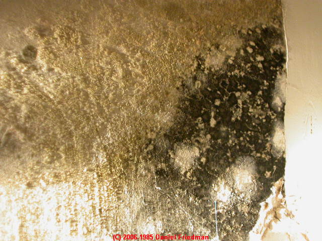 What Does Mold Look Like Under Black Light
