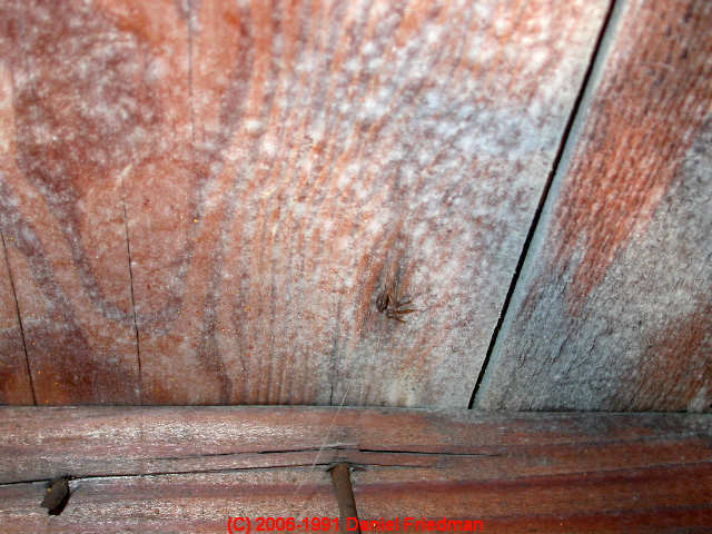 Attic Mold What does mold in attics look like? Photographs of mold in