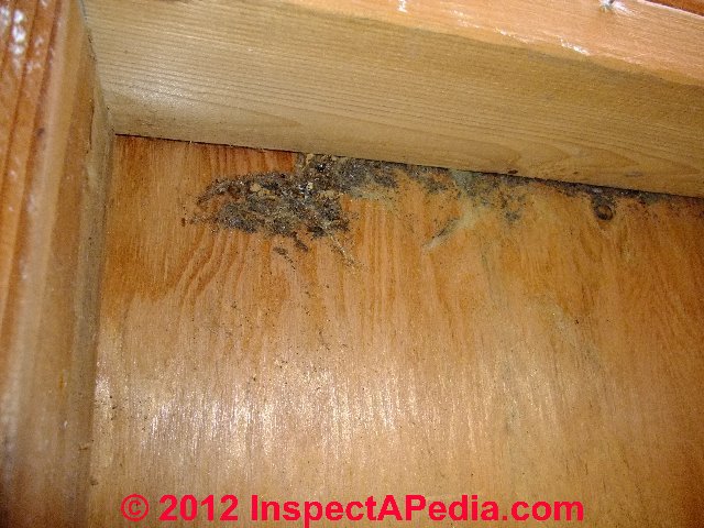 Black ant infestation in house