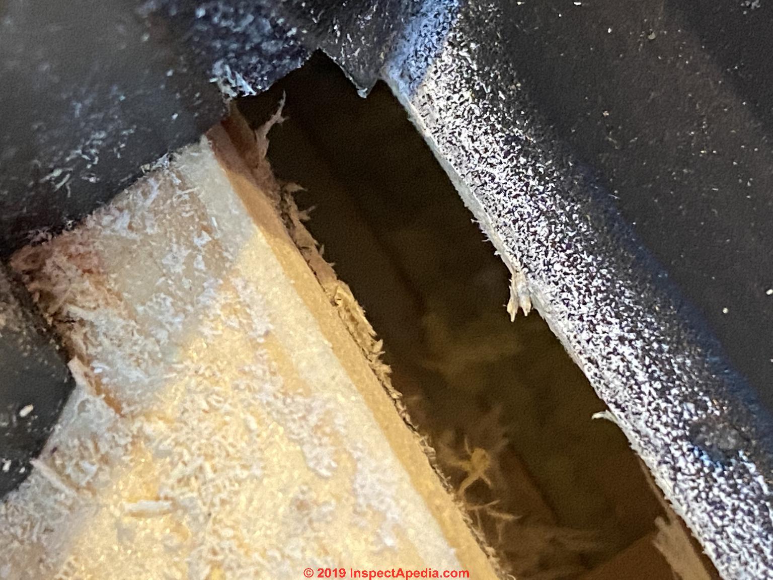 Powder Post Beetle & Old House Borer Wood Damage Identifiction FAQs