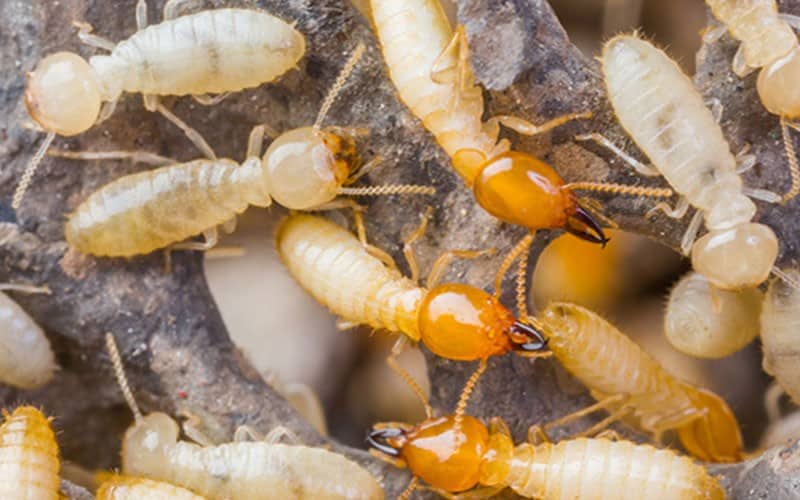 Arizona Termites A Concern for Homeowners AZ Property Inspections